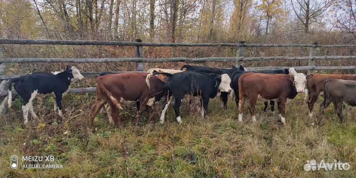 Герефорд, сименталл бычки