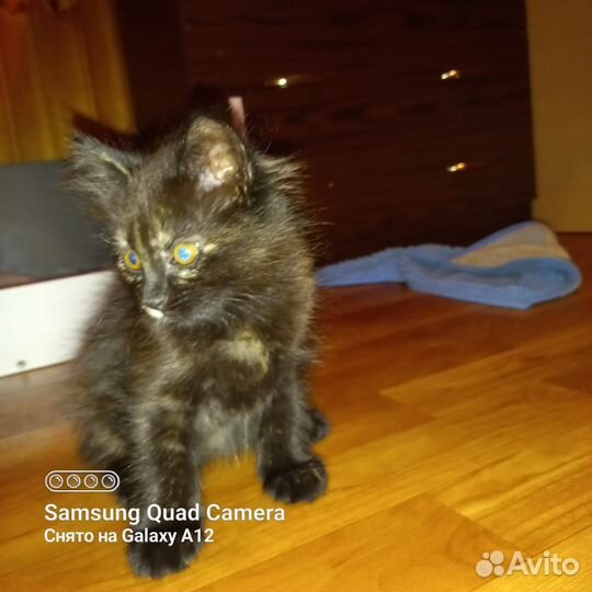 Милые котята