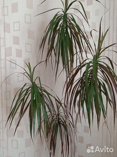 Пальма драцена