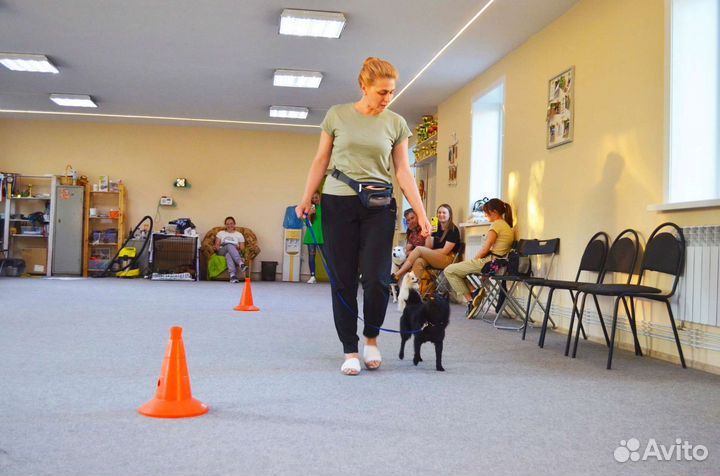 Курс дрессировки собак