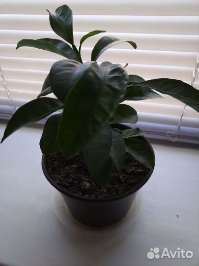 Саженцы мандарина и Панамка для сада новая