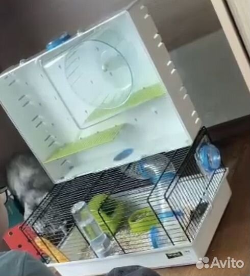 Клетка с хомяком