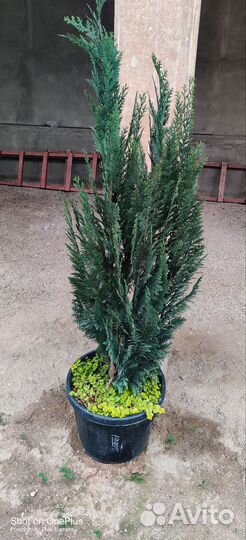 Туя шаровидная