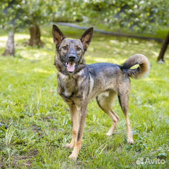 Собака-компаньон в добрые руки
