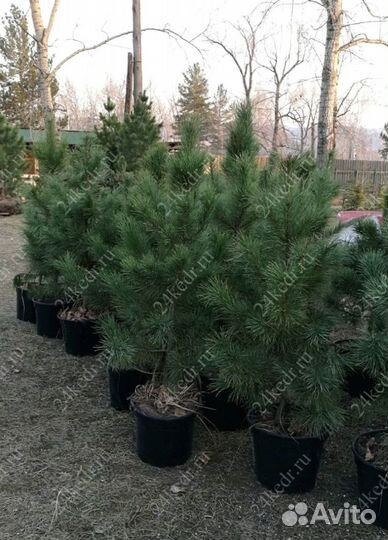 Саженцы кедра экстра класс