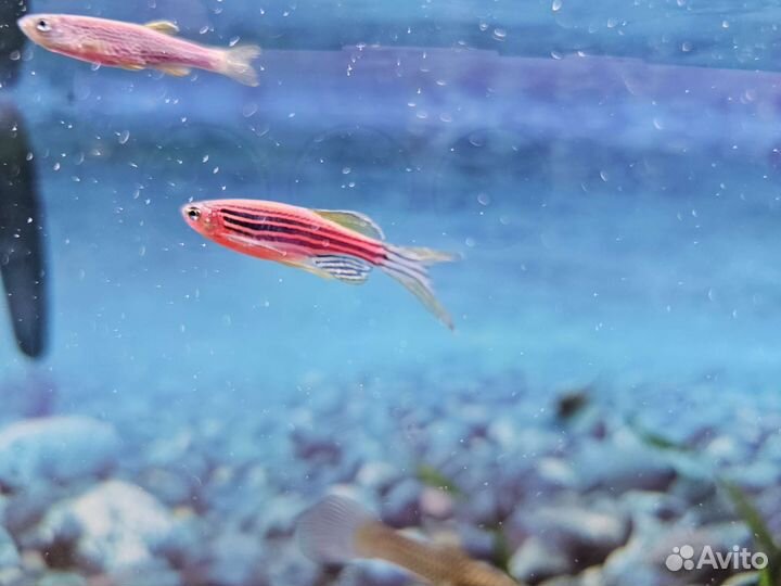 Данио GLO (микс)