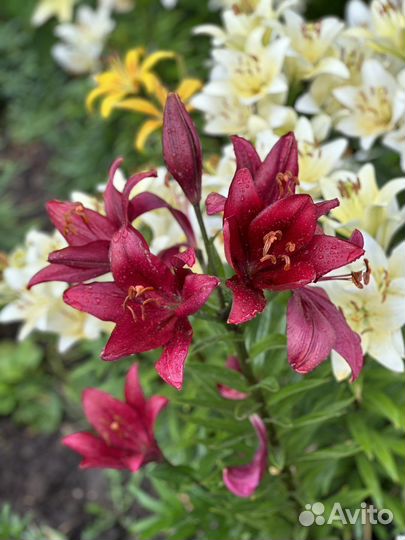 Лилии луковицы