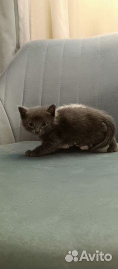 Котенок мальчик 1 мес