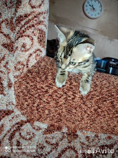 Бенгальские котята серебро
