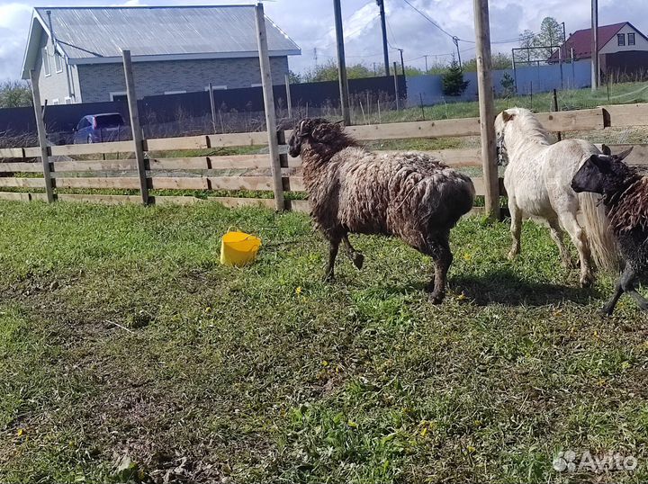 Баран и овцы