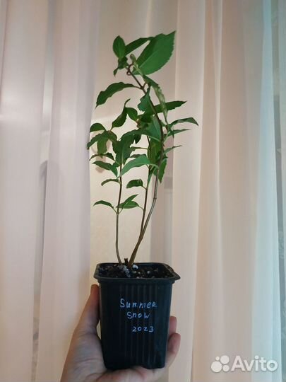 Метельчатые гортензии