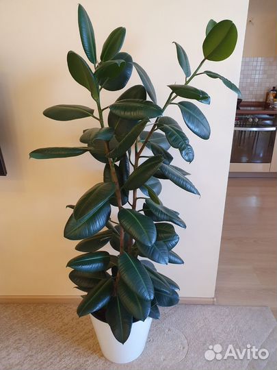 Фикус каучуконосный