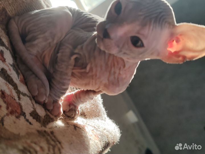 Донской сфинкс