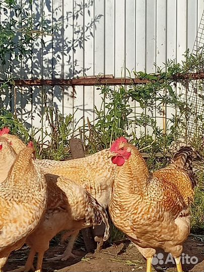 Куры нидерхайнер