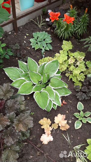 Хоста растение