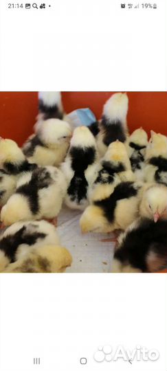 Инкубационное яйцо Пушкинская