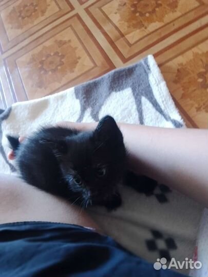 Котята-медвежата