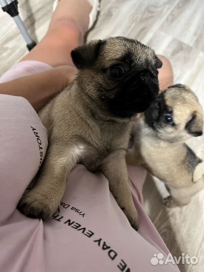 Щенки мопса