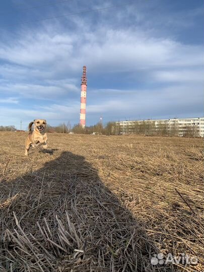 Собака в добрые руки