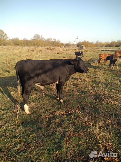 Телята бычки