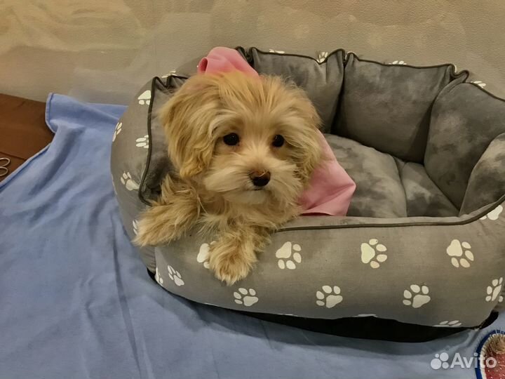 Щенок мальтипу F1 мини. Кремового цвета мальчик