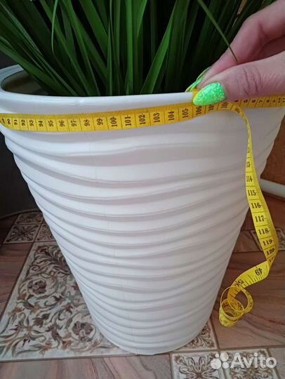 Декоративное растение для офиса и дома