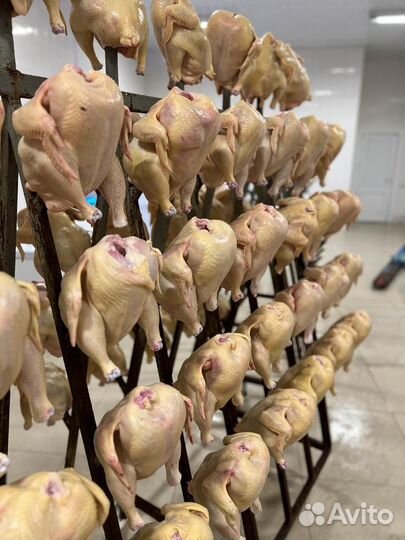 Мясо птицы опт
