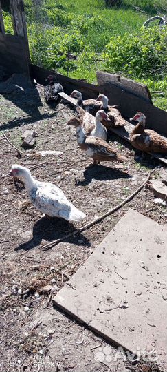 Инкубационное яйцо индоутки