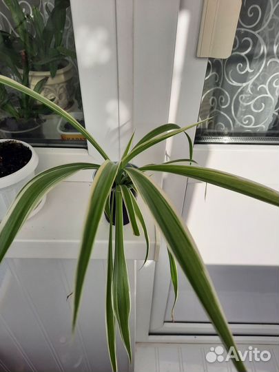 Хлорофитум