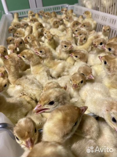 Индюшата на май, Биг 6(BUT 6)