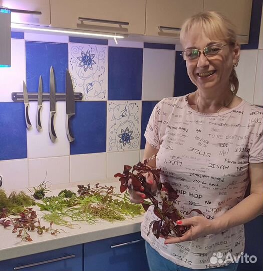 Аквариумные растения