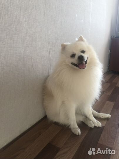 Вязка шпиц мальчик