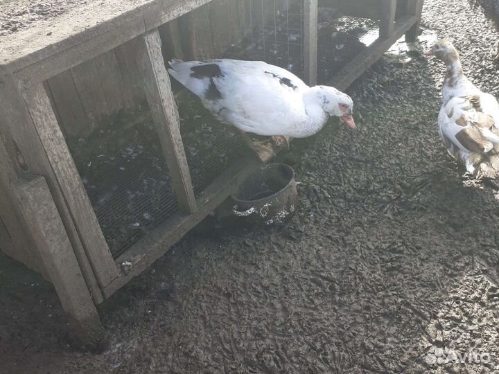 Мускусные утки тяжелые линии европейские