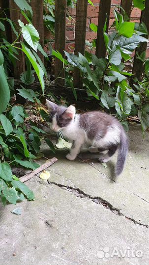 Эльфийский котёнок