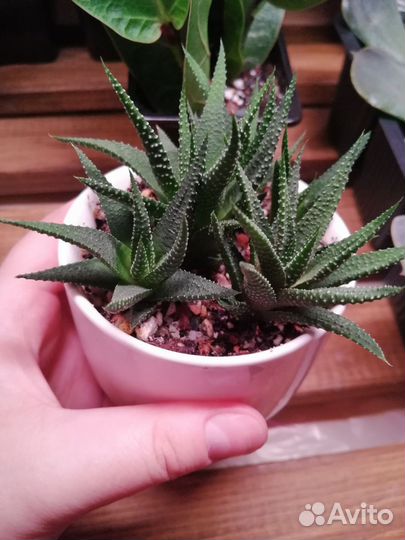 Суккуленты