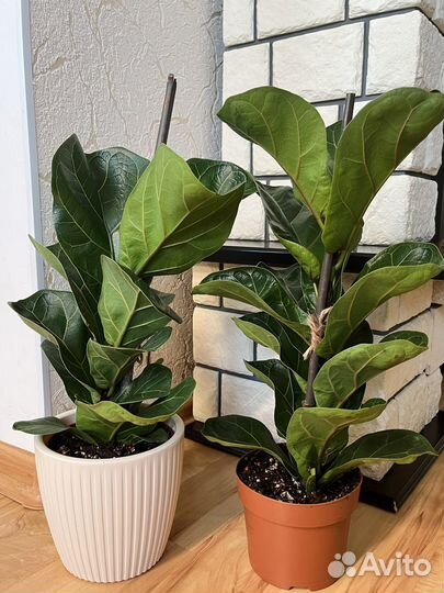 Фикус Лирата бамбино