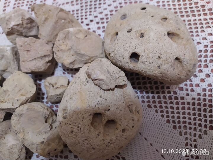 Окаменелости ракушек