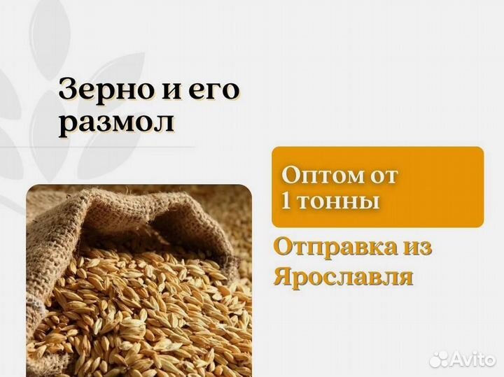 Пшеница Зерно (кг)
