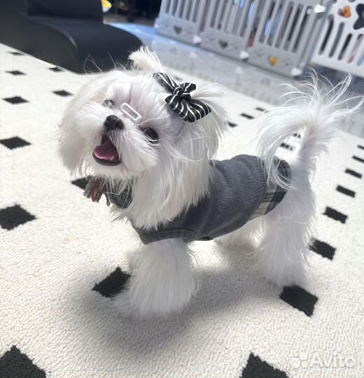 Мальтезе мини вязка