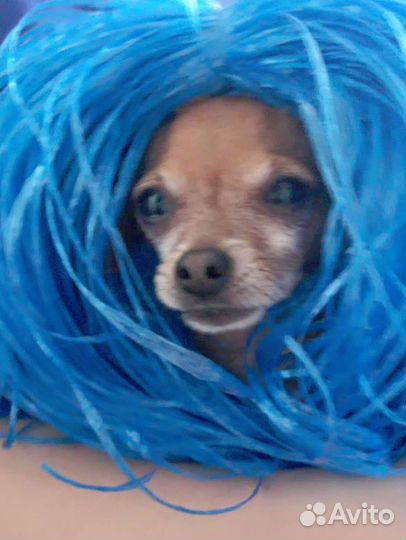 Мини той-терьер вязка