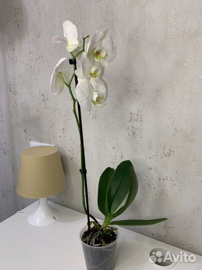 Орхидея фаленопсис