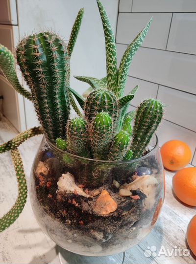 Флорариум из суккулентов