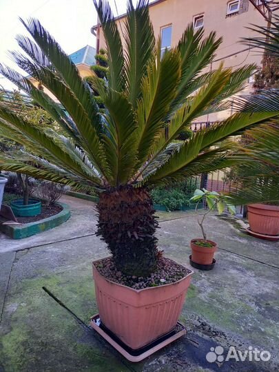 Саговая пальма