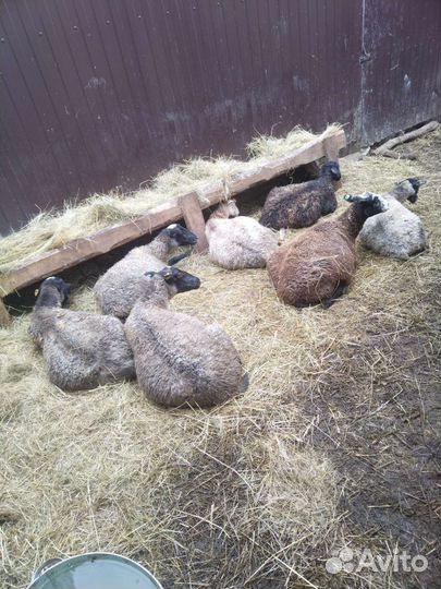 Овес яркий бароны