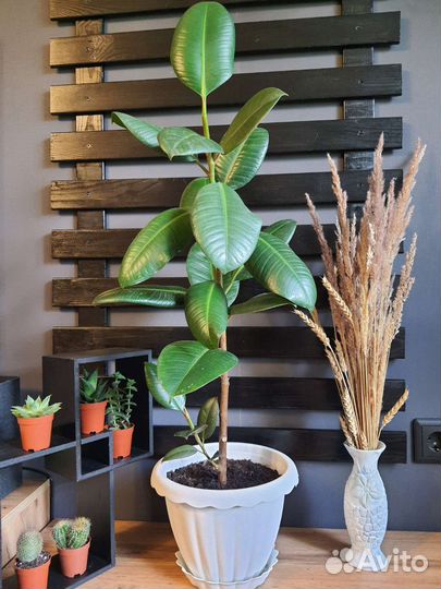 Фикусы разные