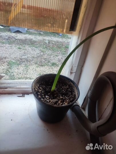 Гиппиаструм