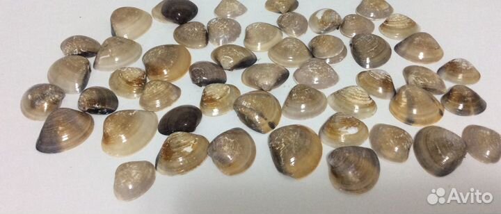 Ракушки для декора аквариума. Обмен