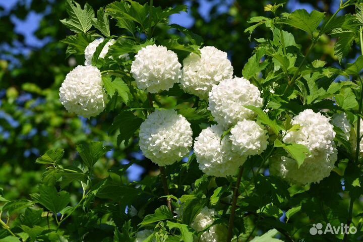 Саженцы Калины Бульденеж, 