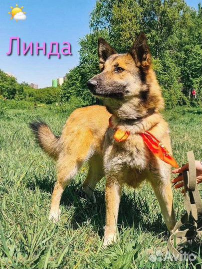 Чудо-собака Линда