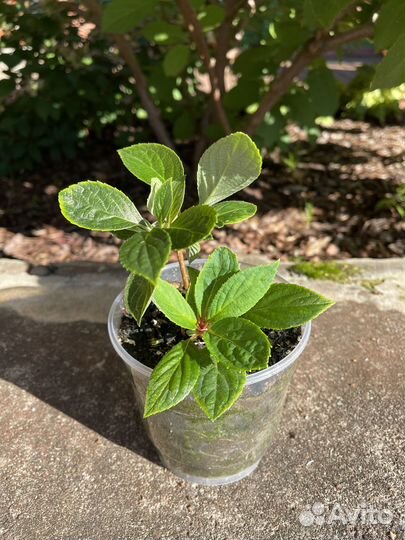 Гортензия Полистар низкорослая